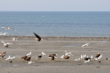 bald eagles, golden eagles, seagulls and more