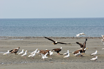 bald eagles, golden eagles, seagulls and more