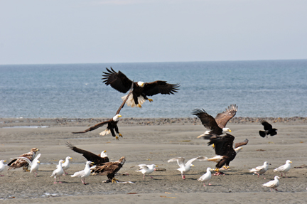 bald eagles, golden eagles, seagulls and more