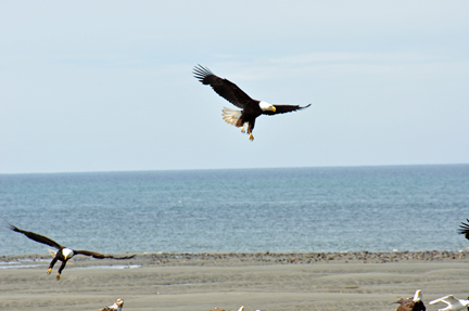 bald eagles flying