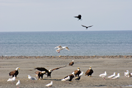 bald eagles, golden eagles, seagulls and more