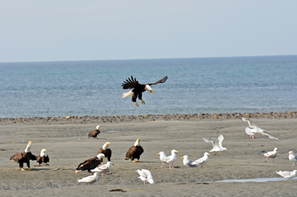 bald eagles, golden eagles, seagulls and more