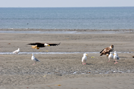 bald eagles, golden eagles, seagulls and more