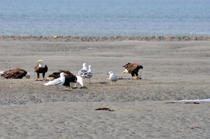 bald eagles, golden eagles, seagulls and more