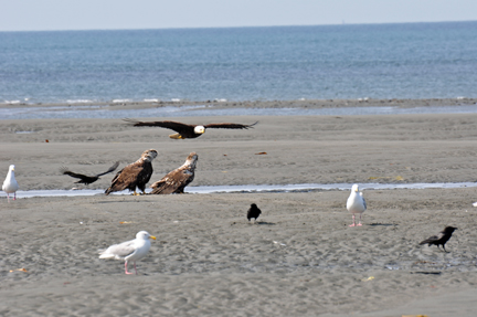 bald eagles, golden eagles, seagulls and more