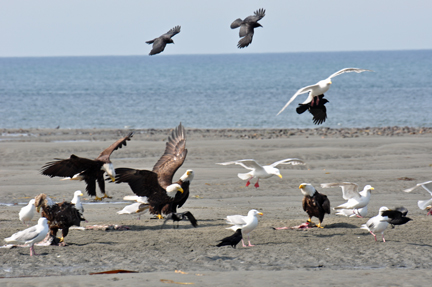 bald eagles, golden eagles, seagulls and more