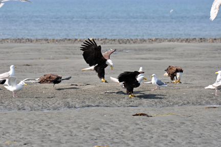 bald eagles, golden eagles, seagulls and more