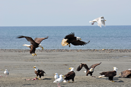 bald eagles, golden eagles, seagulls and more
