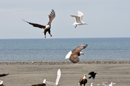 bald eagles, golden eagles, seagulls and more