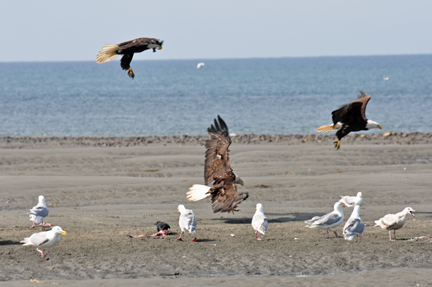 bald eagles, golden eagles, seagulls and more