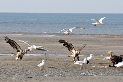 bald eagles, golden eagles, seagulls and more