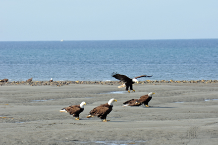 4 bald eagles