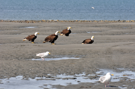 4 bald eagles