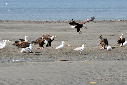 bald eagles, golden eagles, seagulls and more