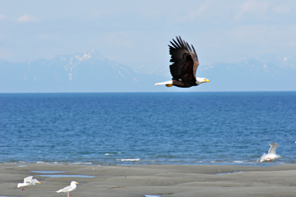 bald eagle flying