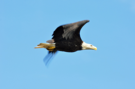 bald eagle flying