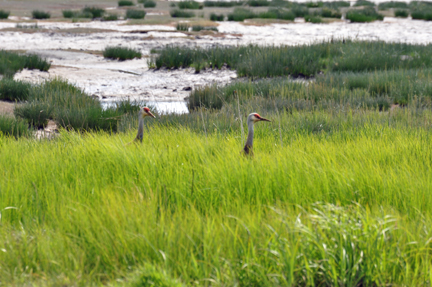 Two Sandhill Cranes