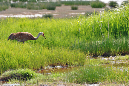 Two Sandhill Cranes