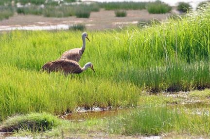 Two Sandhill Cranes