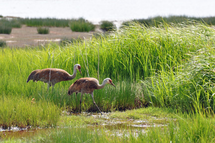 Two Sandhill Cranes