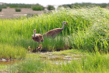 Two Sandhill Cranes and babies