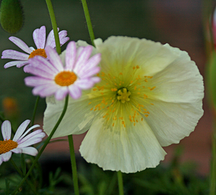 flowers