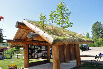 tree growing on the roof