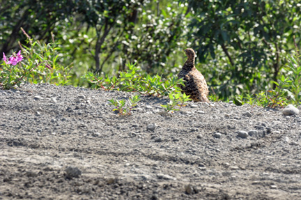 Willow Ptarmigan