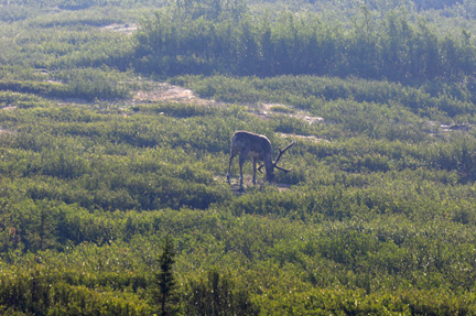 Caribou grazing