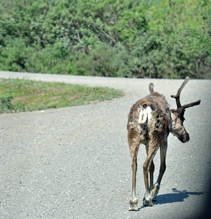 Caribou butt shot