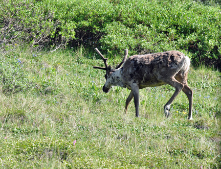 Caribou