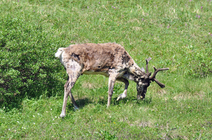 Caribou grazing