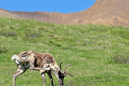 Caribou being attacked by flies