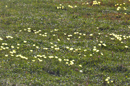 Arctic Poppies