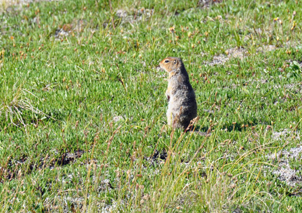 Artic Ground Squirrel 