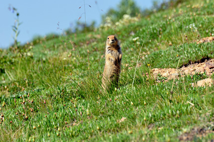 Artic Ground Squirrel 