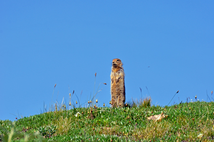 Artic Ground Squirrel  and bug