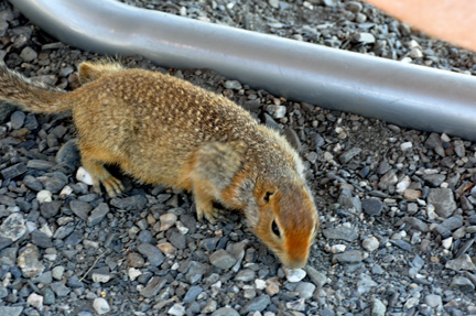 Artic Ground Squirrel  eating