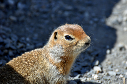 Artic Ground Squirrel 