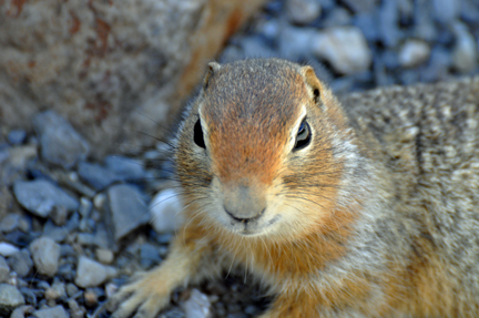 Artic Ground Squirrel 