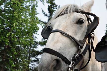 close up of the lead horse, Major