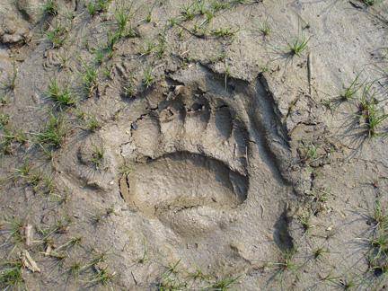 wildlife footprint