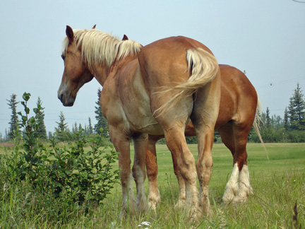 horses