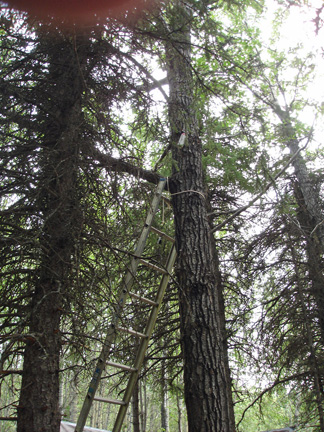 emergency ladder by tree