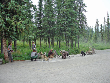 preparing the dogs for a dog sled ride