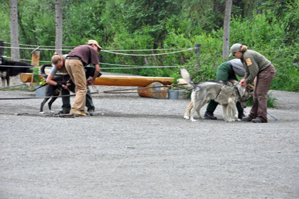 preparing the dogs for a dog sled ride