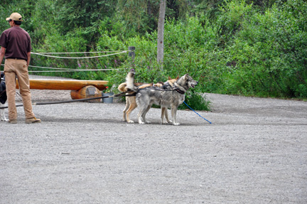 preparing the dogs for a dog sled ride