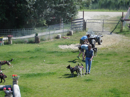 Dave and the dogs