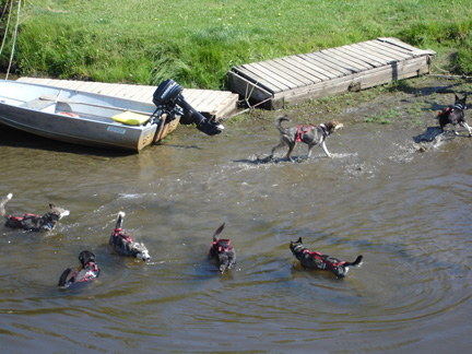 dogs in river