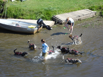 dogs in river